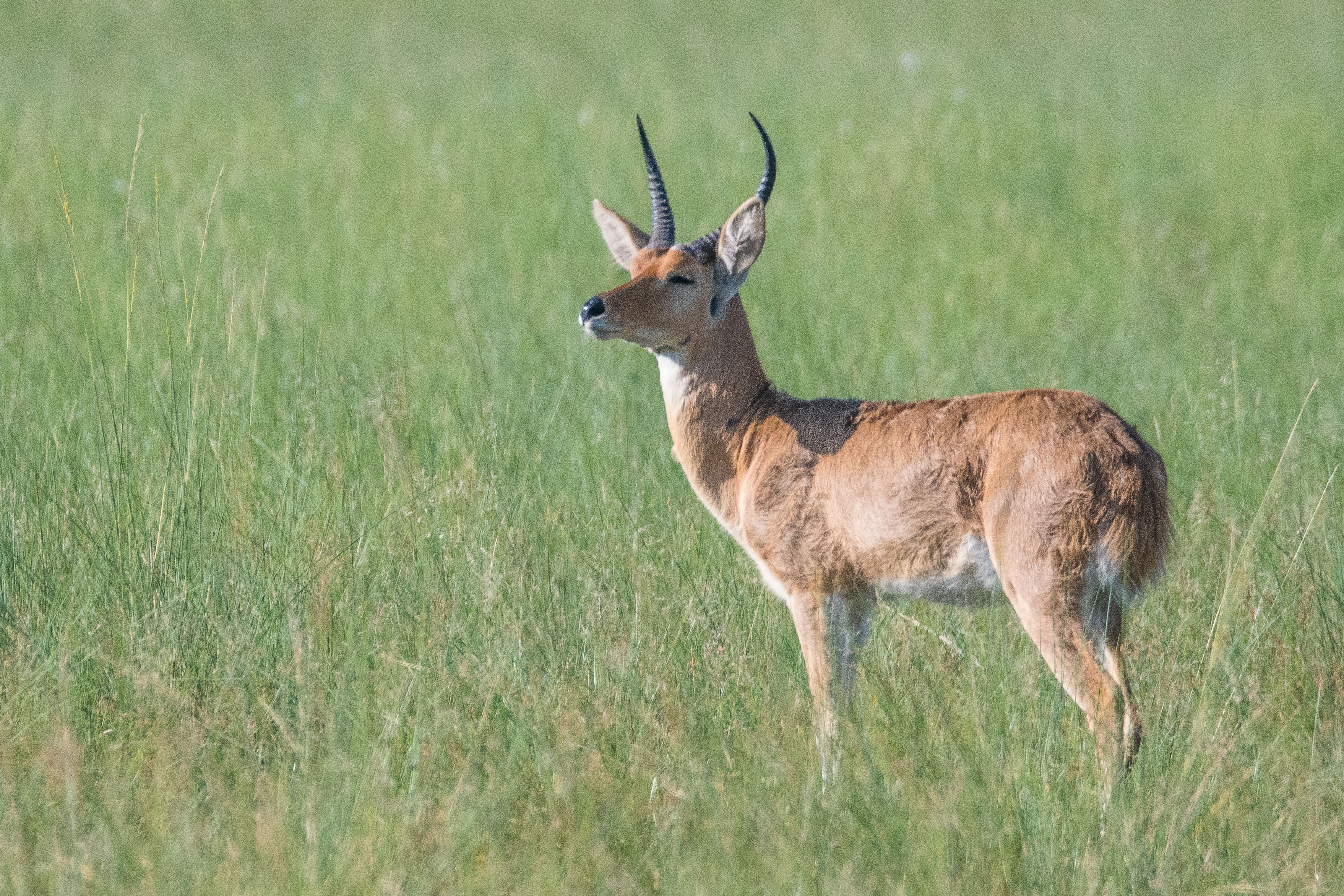 Grand cobe des roseaux ou Redunca (Southern ou Common reedbuck, Redunca arundinum), mâle adulte, Shinde, Delta de l'Okavango, Botswana.